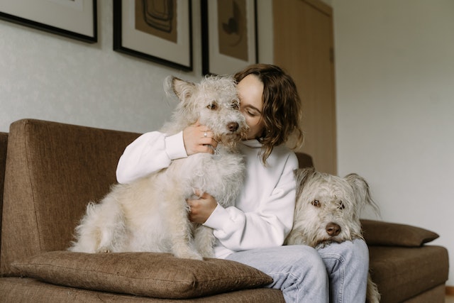 person holding and kissing two white dogs on a brown couch